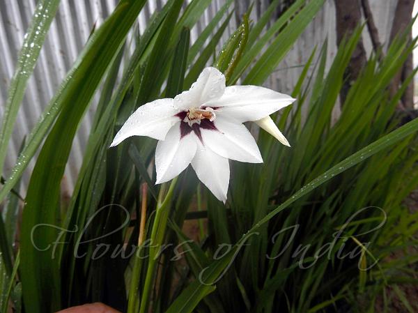 Fragrant Gladiolus